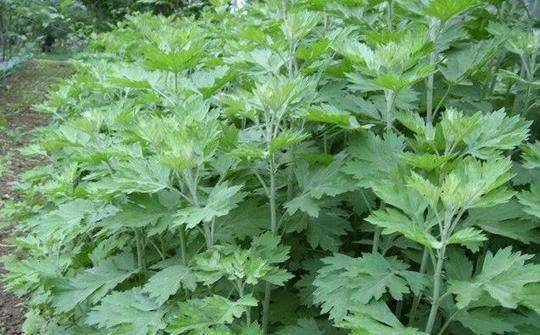 新鮮艾葉怎么保存最好 新鮮艾葉保存方法 新鮮艾葉怎么保存最好 新鮮艾葉保存方法