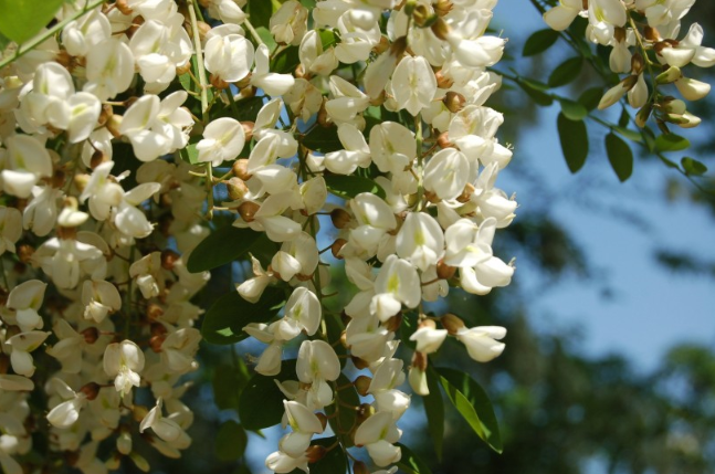 洋槐花的功效與作用 洋槐花的營養(yǎng)價值 洋槐花的功效與作用 洋槐花的營養(yǎng)價值