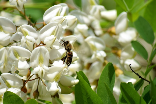 洋槐花放冰箱一年能吃嗎 洋槐花怎么保存時(shí)間長(zhǎng) 洋槐花放冰箱一年能吃嗎 洋槐花怎么保存時(shí)間長(zhǎng)