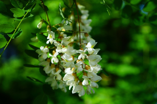 洋槐花的功效與作用 洋槐花的營養(yǎng)價值 洋槐花的功效與作用 洋槐花的營養(yǎng)價值