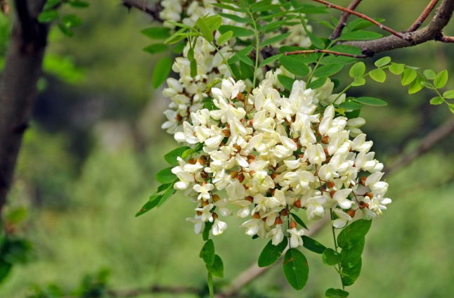 洋槐花怎么吃?洋槐花的二十種吃法 洋槐花怎么吃?洋槐花的二十種吃法