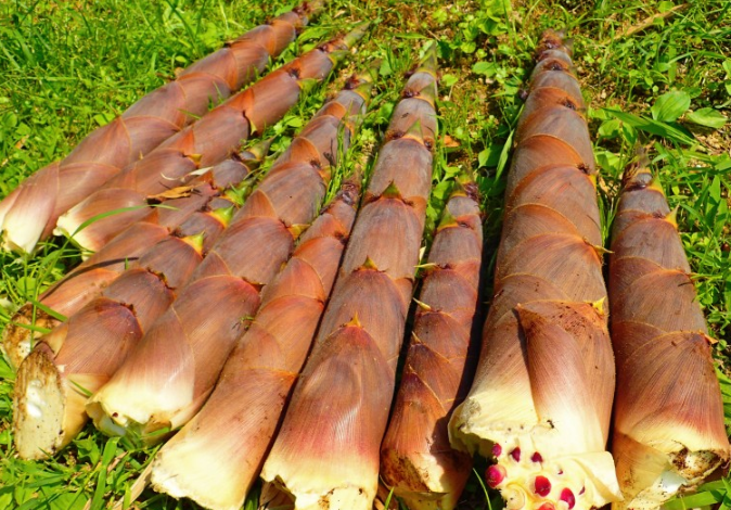 新鮮竹筍的處理方法和做法推薦 新鮮竹筍的處理方法和做法推薦