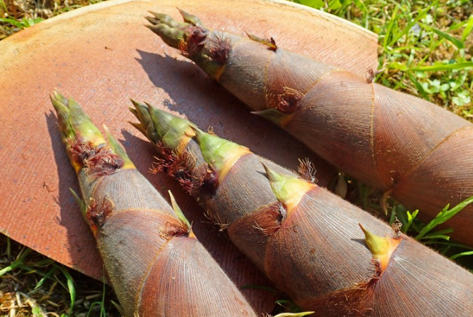 新鮮竹筍的處理方法和做法推薦 新鮮竹筍的處理方法和做法推薦