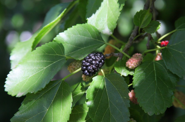 喝桑葉茶有什么好處和壞處 喝桑葉茶有什么功效與作用 喝桑葉茶有什么好處和壞處 喝桑葉茶有什么功效與作用