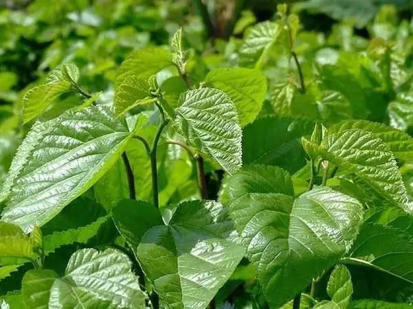 喝桑葉茶對(duì)睡眠有幫助嗎 失眠可以喝桑葉茶嗎 喝桑葉茶對(duì)睡眠有幫助嗎 失眠可以喝桑葉茶嗎