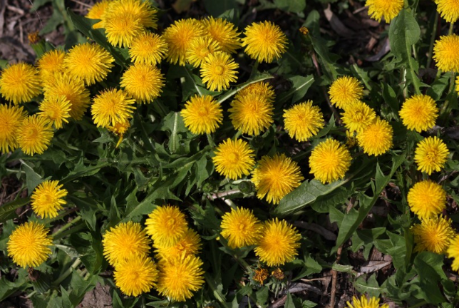 喝蒲公英茶的好處和壞處 喝蒲公英茶有什么好處 喝蒲公英茶的好處和壞處 喝蒲公英茶有什么好處