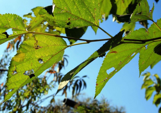 喝桑葉水的功效和作用 喝桑葉水有什么好處和壞處 喝桑葉水的功效和作用 喝桑葉水有什么好處和壞處