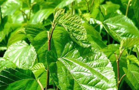 喝桑葉茶對(duì)睡眠有幫助嗎 失眠可以喝桑葉茶嗎 喝桑葉茶對(duì)睡眠有幫助嗎 失眠可以喝桑葉茶嗎