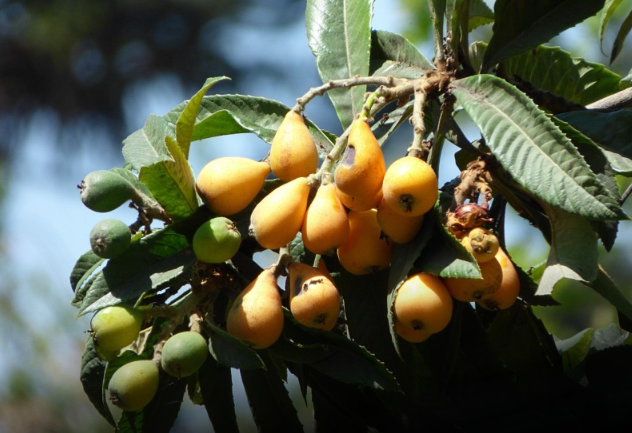 枇杷吃不完怎么處理 吃不完的枇杷怎么保存 枇杷吃不完怎么處理 吃不完的枇杷怎么保存