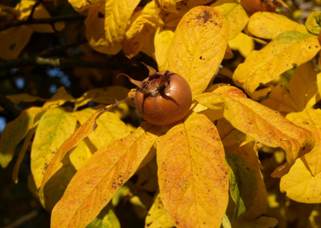 枇杷吃多了有什么壞處 枇杷吃多了有沒(méi)有什么副作用 枇杷吃多了有什么壞處 枇杷吃多了有沒(méi)有什么副作用