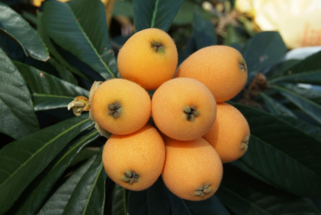 枇杷熱量高嗎 枇杷減肥的時候可以吃嗎 枇杷熱量高嗎 枇杷減肥的時候可以吃嗎