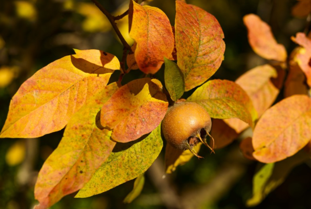 枇杷吃不完怎么處理 吃不完的枇杷怎么保存 枇杷吃不完怎么處理 吃不完的枇杷怎么保存