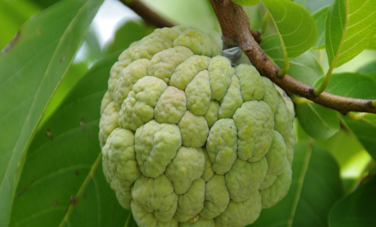 釋迦果是上火還是下火 吃釋迦果會上火嗎 釋迦果是上火還是下火 吃釋迦果會上火嗎