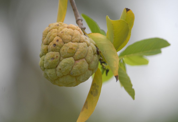 釋迦果是上火還是下火 吃釋迦果會上火嗎 釋迦果是上火還是下火 吃釋迦果會上火嗎