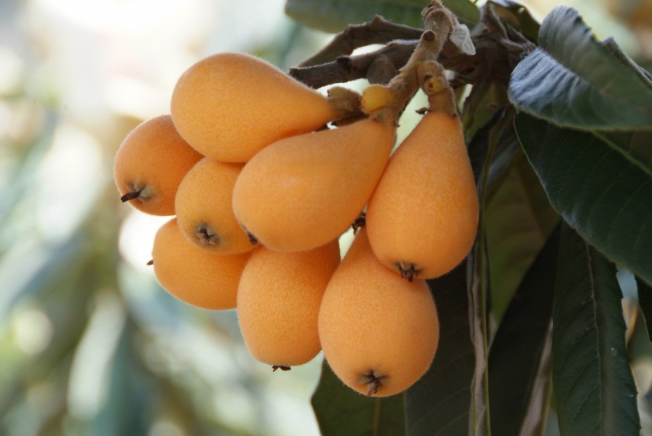 枇杷吃多了有什么壞處 枇杷吃多了有沒(méi)有什么副作用 枇杷吃多了有什么壞處 枇杷吃多了有沒(méi)有什么副作用