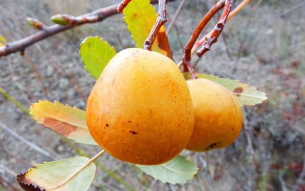 枇杷吃不完怎么處理 吃不完的枇杷怎么保存 枇杷吃不完怎么處理 吃不完的枇杷怎么保存