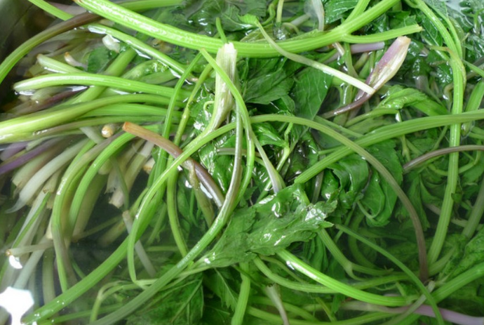小葉芹怎么做好吃 小葉芹野菜有毒嗎 小葉芹怎么做好吃 小葉芹野菜有毒嗎