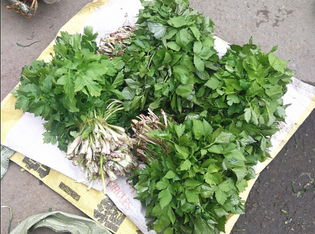 水芹菜是什么樣的 水芹菜有什么營養(yǎng)價值 水芹菜是什么樣的 水芹菜有什么營養(yǎng)價值