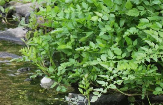水芹菜對降低血壓有作用嗎 水芹菜降血壓效果好嗎 水芹菜對降低血壓有作用嗎 水芹菜降血壓效果好嗎