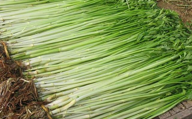 水芹菜對降低血壓有作用嗎 水芹菜降血壓效果好嗎 水芹菜對降低血壓有作用嗎 水芹菜降血壓效果好嗎