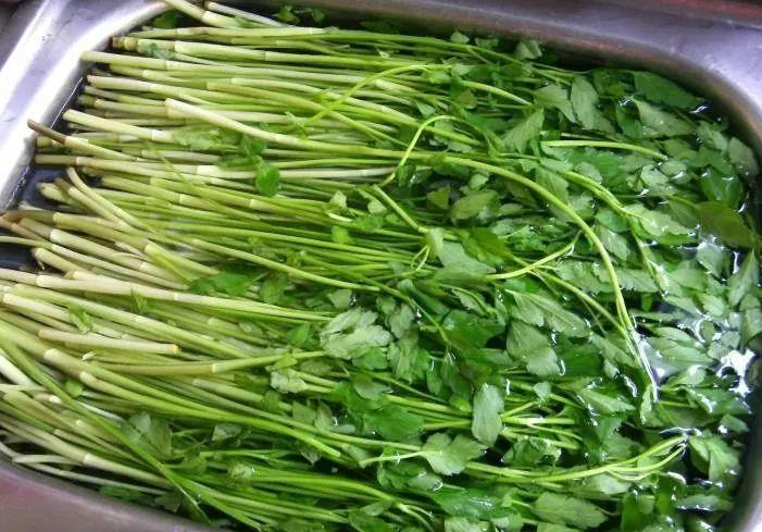 水芹菜與野芹菜的區(qū)別 水芹菜人可以吃嗎 水芹菜與野芹菜的區(qū)別 水芹菜人可以吃嗎