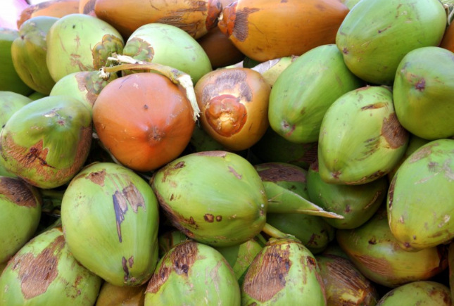 軟的椰子肉是什么椰子品種 軟的椰子肉可以煲湯嗎 軟的椰子肉是什么椰子品種 軟的椰子肉可以煲湯嗎