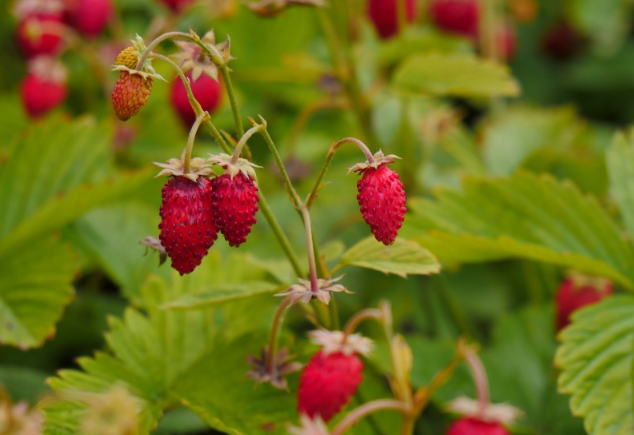 草莓去火嗎 草莓有去火的功效嗎 草莓去火嗎 草莓有去火的功效嗎