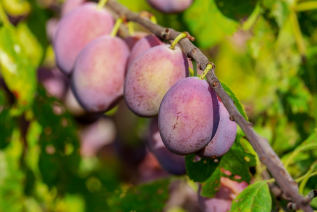 西梅干的功效與作用 一天吃幾個西梅干治便秘 西梅干的功效與作用 一天吃幾個西梅干治便秘