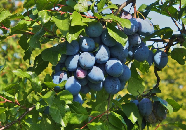 西梅皮可以吃下去嗎 西梅皮上的白霜可以吃嗎 西梅皮可以吃下去嗎 西梅皮上的白霜可以吃嗎