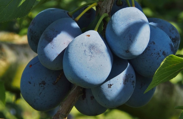 吃西梅拉肚子怎么回事 吃西梅有什么好處和壞處 吃西梅拉肚子怎么回事 吃西梅有什么好處和壞處