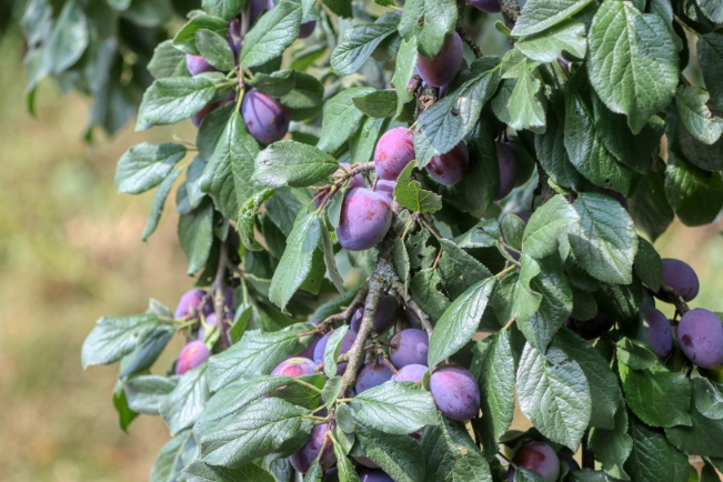 西梅皮可以吃下去嗎 西梅皮上的白霜可以吃嗎 西梅皮可以吃下去嗎 西梅皮上的白霜可以吃嗎