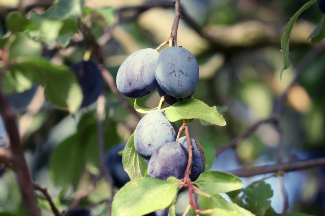 西梅皮可以吃下去嗎 西梅皮上的白霜可以吃嗎 西梅皮可以吃下去嗎 西梅皮上的白霜可以吃嗎