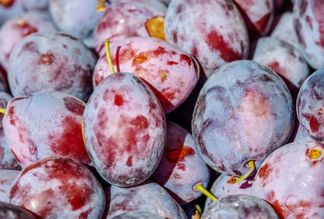 吃西梅拉肚子怎么回事 吃西梅有什么好處和壞處 吃西梅拉肚子怎么回事 吃西梅有什么好處和壞處
