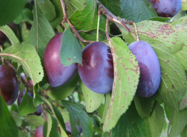 西梅泥的功效作用 西梅泥可以長期吃嗎 西梅泥的功效作用 西梅泥可以長期吃嗎