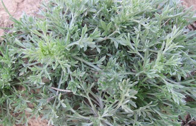 茵陳的功效與作用 茵陳泡水喝的功效與作用禁忌 茵陳的功效與作用 茵陳泡水喝的功效與作用禁忌