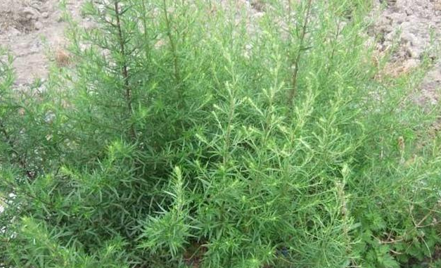 茵陳幾月份采摘最好 茵陳咆水喝有什么好處 茵陳幾月份采摘最好 茵陳咆水喝有什么好處