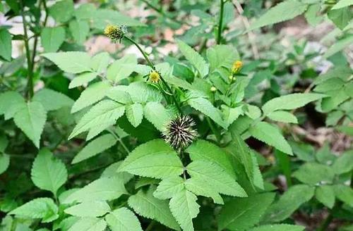 鬼針草的功效與作用,鬼針草的副作用 鬼針草的功效與作用,鬼針草的副作用