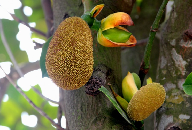 菠蘿蜜籽的功效與營養(yǎng)價(jià)值 菠蘿蜜籽有什么營養(yǎng)