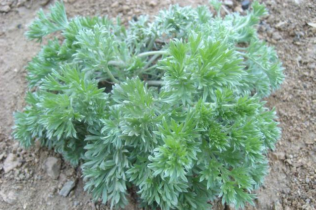 茵陳幾月份采摘最好 茵陳咆水喝有什么好處 茵陳幾月份采摘最好 茵陳咆水喝有什么好處