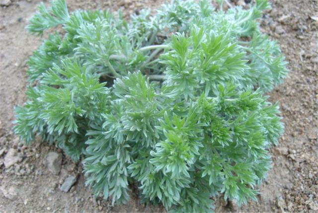 茵陳的功效與作用 茵陳泡水喝的功效與作用禁忌 茵陳的功效與作用 茵陳泡水喝的功效與作用禁忌