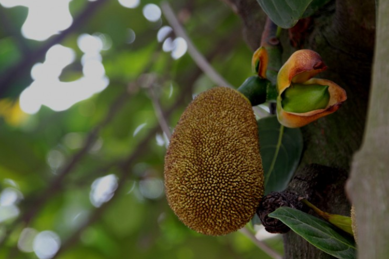 菠蘿蜜籽的功效與營養(yǎng)價(jià)值 菠蘿蜜籽有什么營養(yǎng)