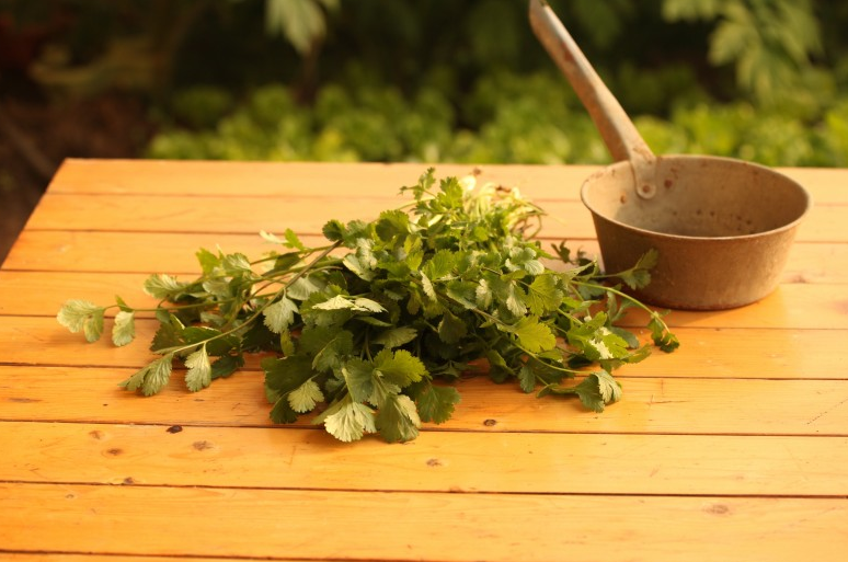 假香菜功效與作用 假香菜的藥用價值 假香菜功效與作用 假香菜的藥用價值