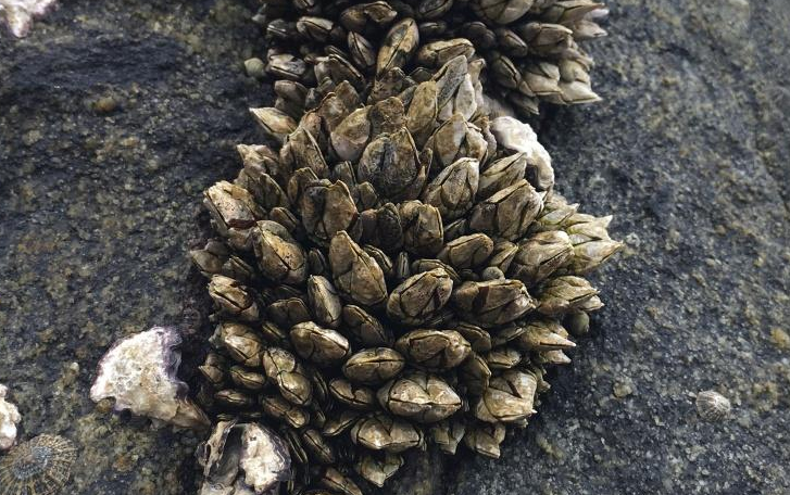 佛手螺多少錢一斤 佛手螺最多的產(chǎn)地是哪里 佛手螺多少錢一斤 佛手螺最多的產(chǎn)地是哪里