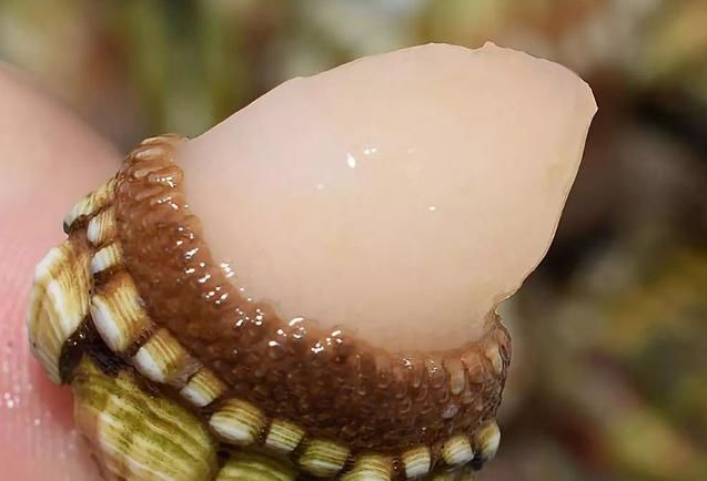 佛手螺的功效與作用 佛手螺的營(yíng)養(yǎng)價(jià)值 佛手螺的功效與作用 佛手螺的營(yíng)養(yǎng)價(jià)值