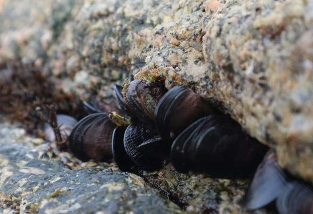 鵝頸藤壺是什么東西 鵝頸藤壺和佛手螺一樣嗎 鵝頸藤壺是什么東西 鵝頸藤壺和佛手螺一樣嗎