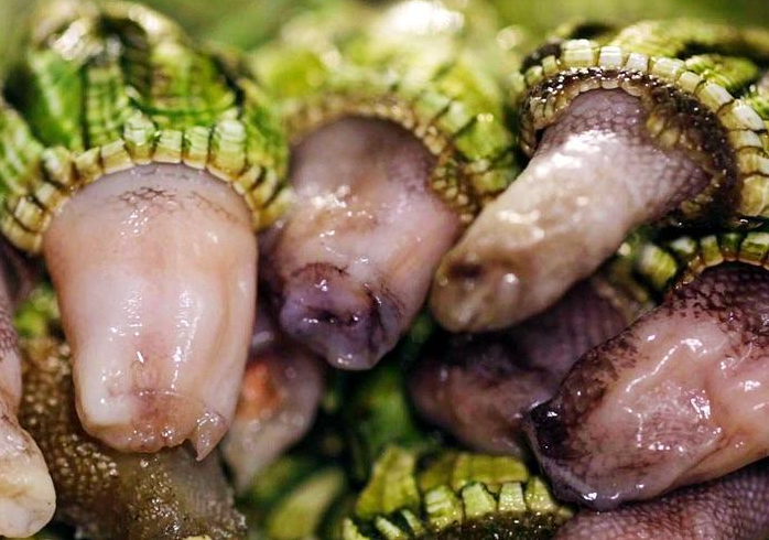 佛手螺是動(dòng)物還是植物 佛手螺是什么東西 佛手螺是動(dòng)物還是植物 佛手螺是什么東西