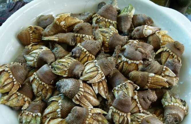 鵝頸藤壺多少錢一斤 鵝頸藤壺為什么叫來自地獄 鵝頸藤壺多少錢一斤 鵝頸藤壺為什么叫來自地獄