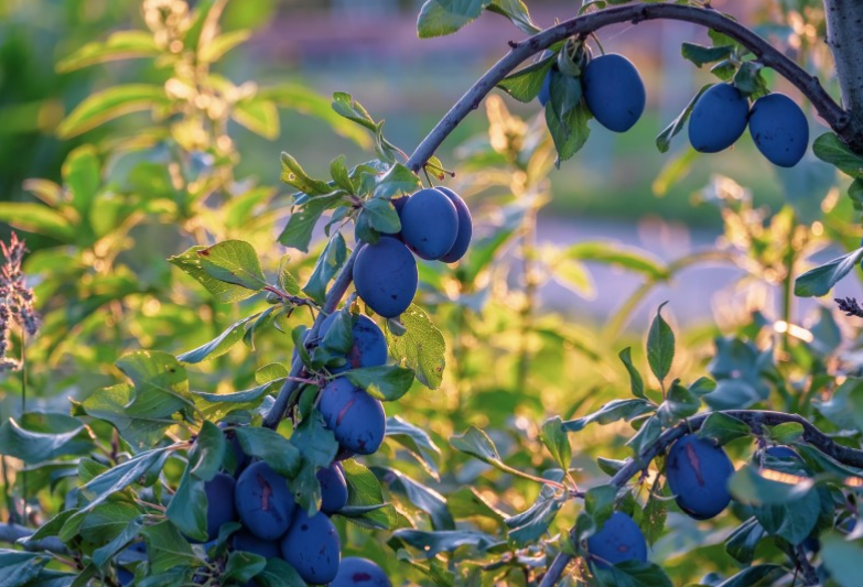 減肥期間可以吃西梅嗎 吃西梅會長胖嗎 減肥期間可以吃西梅嗎 吃西梅會長胖嗎