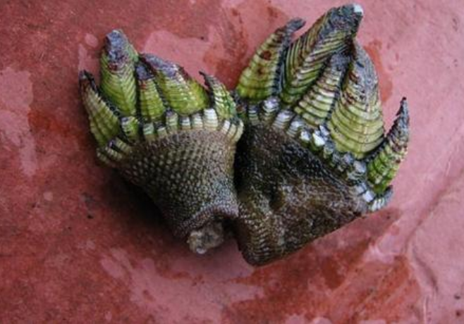 佛手螺多少錢一斤 佛手螺最多的產(chǎn)地是哪里 佛手螺多少錢一斤 佛手螺最多的產(chǎn)地是哪里