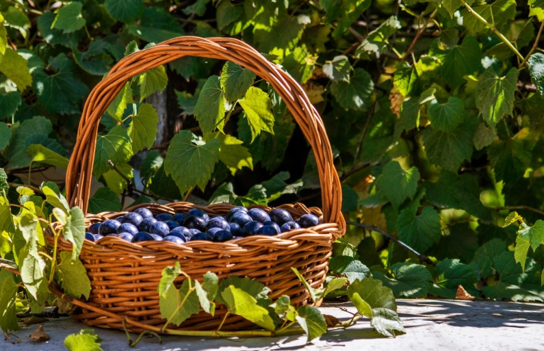 減肥期間可以吃西梅嗎 吃西梅會長胖嗎 減肥期間可以吃西梅嗎 吃西梅會長胖嗎